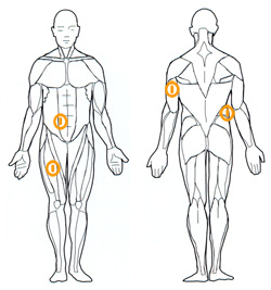 Skindfold measurement sites